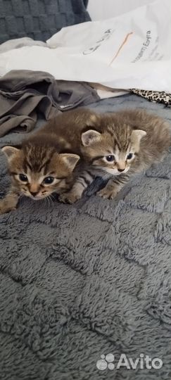 Котятам 1 месяц