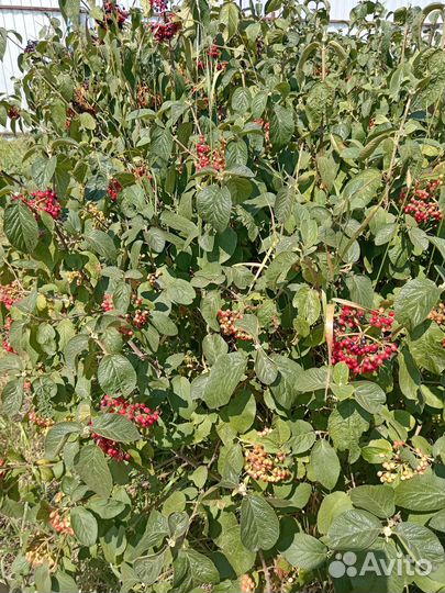 Калина Бульдонеж,Красная, Гордовина