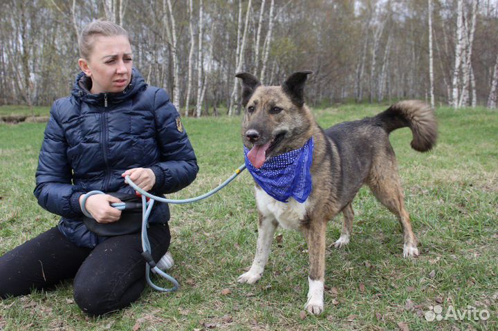 Добрая молодая собака Даша ищет дом