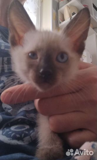 Кошки породистые бесплатно