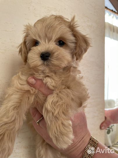 Мальтипу премиум мини