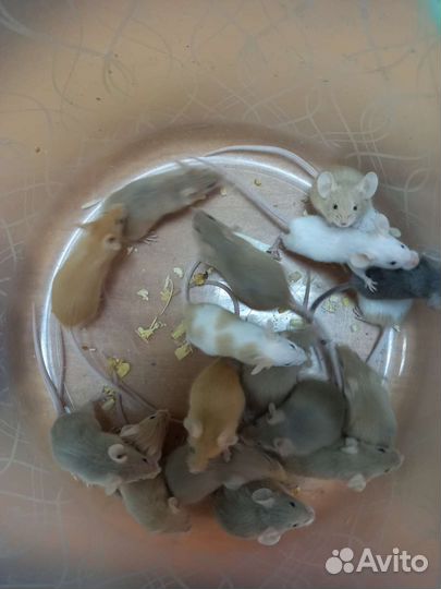Мыши декоративные