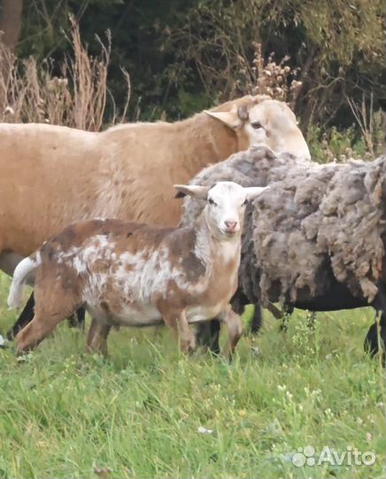 Овцы бараны катумские