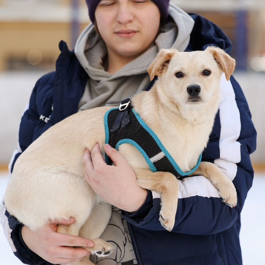 Рыжий ласковый щенок в добрые руки