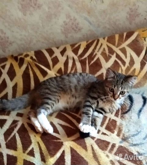 Кузя ищет дом