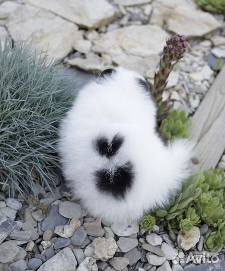 Эксклюзивчики