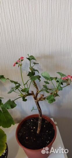 Герань (Пеларгония)