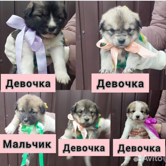 Отдам в добрые руки