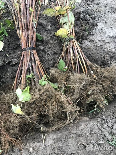 Саженцы малины полка