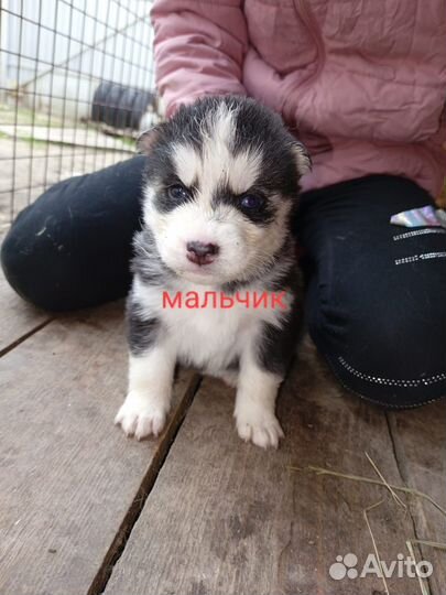 Сибирские хаски