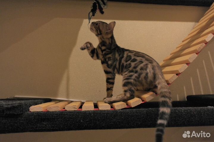 Кот на вязку