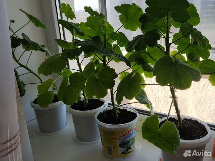 Пеларгония герань