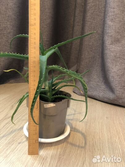 Алоэ лечебный