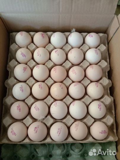 Бройлер подрощенный