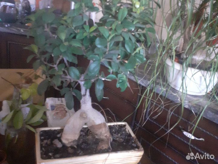 Монстера вариегатная