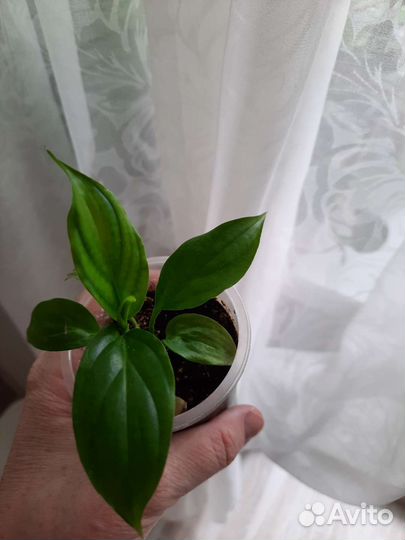 Комнатные цветы