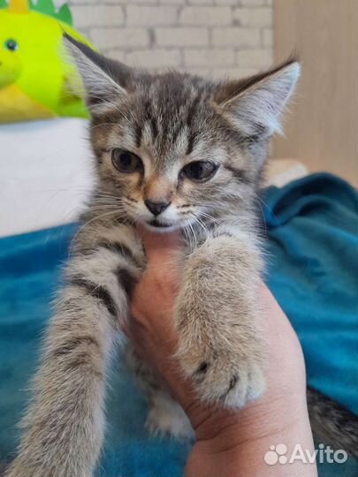 Котята в дар