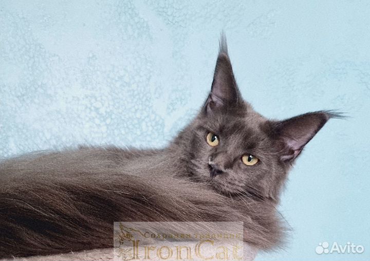 Котята породы Мейн-кун