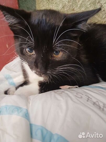 Котята в добрые руки бесплатно