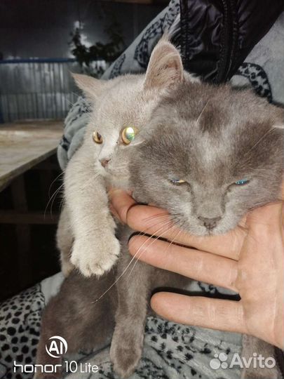 Коты два самца в добрые руки
