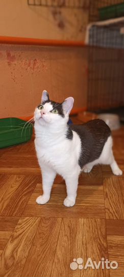 Миниатюрная кошка в поисках дома