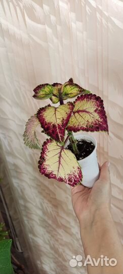 Колеус Аватар