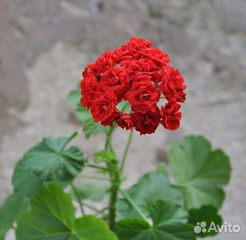 Пеларгония герань