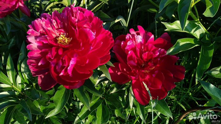 Пион Блэк Бьюти