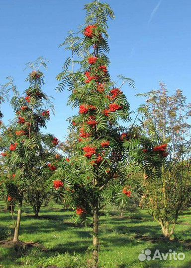 Саженцы сладкоплодной рябины 