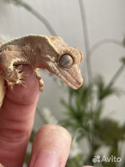 Реснитчатый бананоед