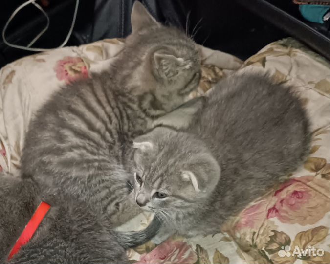 Британские вислоухие котята