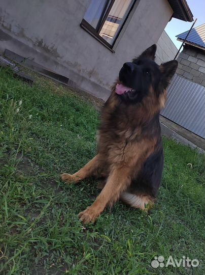 Вязка длинношёрстной немецкой овчарки