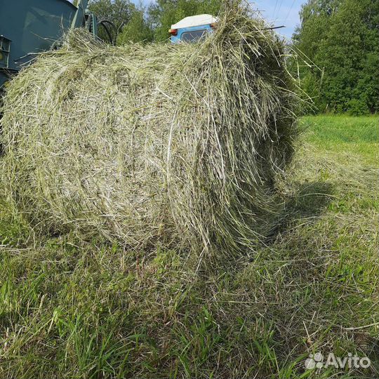 Сено в тюках и рулонах