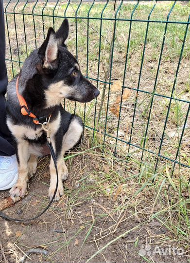 Щенок Овчарки