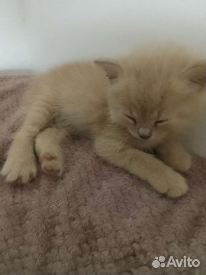 Кошка в дар бесплатно