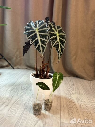 Алоказия амазоника полли