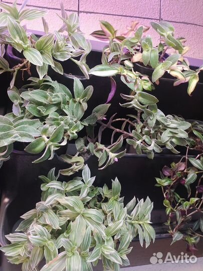 Традесканция