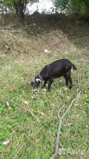 Коза и два 6 мес. Козлика один кастрирован