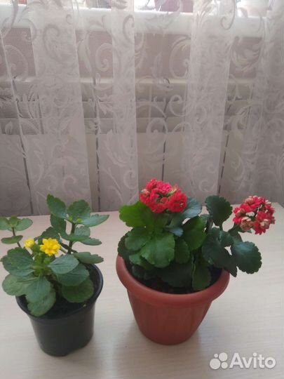 Комнатные цветы каланхоэ