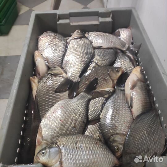 Карась Живой рыба