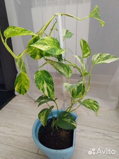 Комнатные цветы