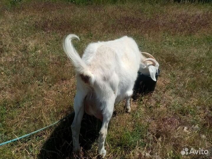 Коза дойная молочная