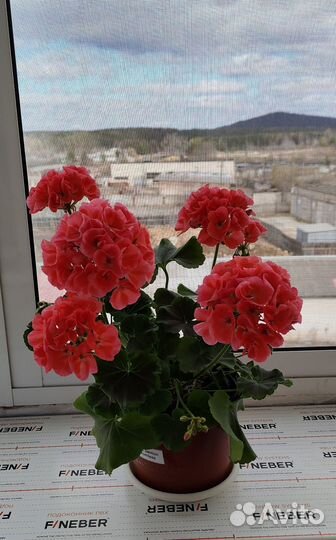 Пеларгония Салмон найт