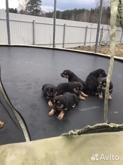 Доберман щенки метисы бесплатно
