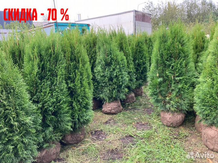 Саженцы Туя Смарагд 140-160 см с гарантией