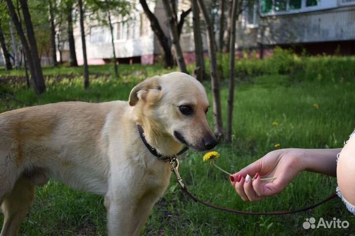 Пес в добрые руки
