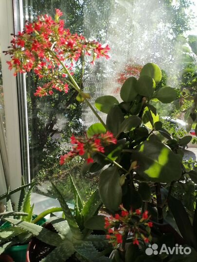 Каланхоэ цветущий
