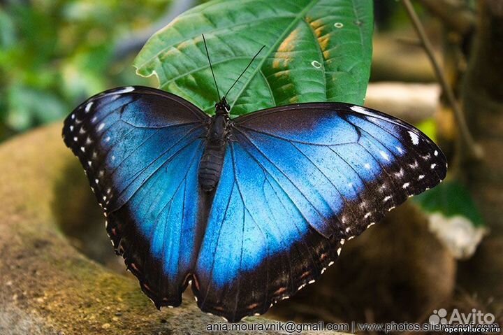 Фермы с Бабочками: Вдохновение для Малышей