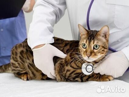 Стерилизация кошек в надежной клинике