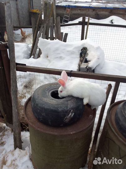 Самцы белый паннон
